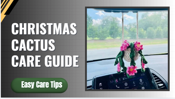 Christmas Cactus Care